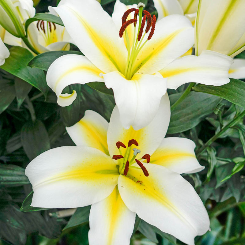 Lys Hybrid Budlight ( Lilium )