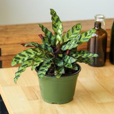 Calathea lancifolia 'Rattlesnake'