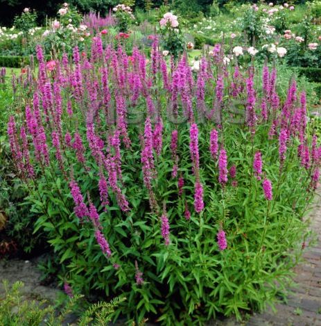 Lythrum 'Morden's Gleam' (virg.)