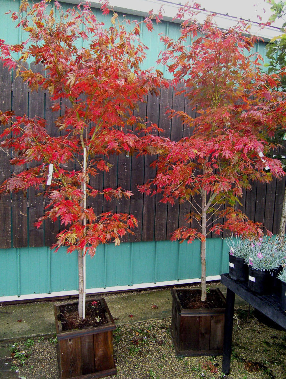 Acer pseudosieboldianum 'Arctic Jade'