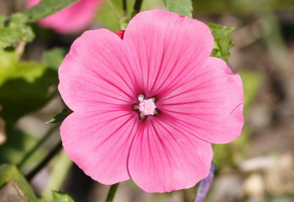 Malva rose