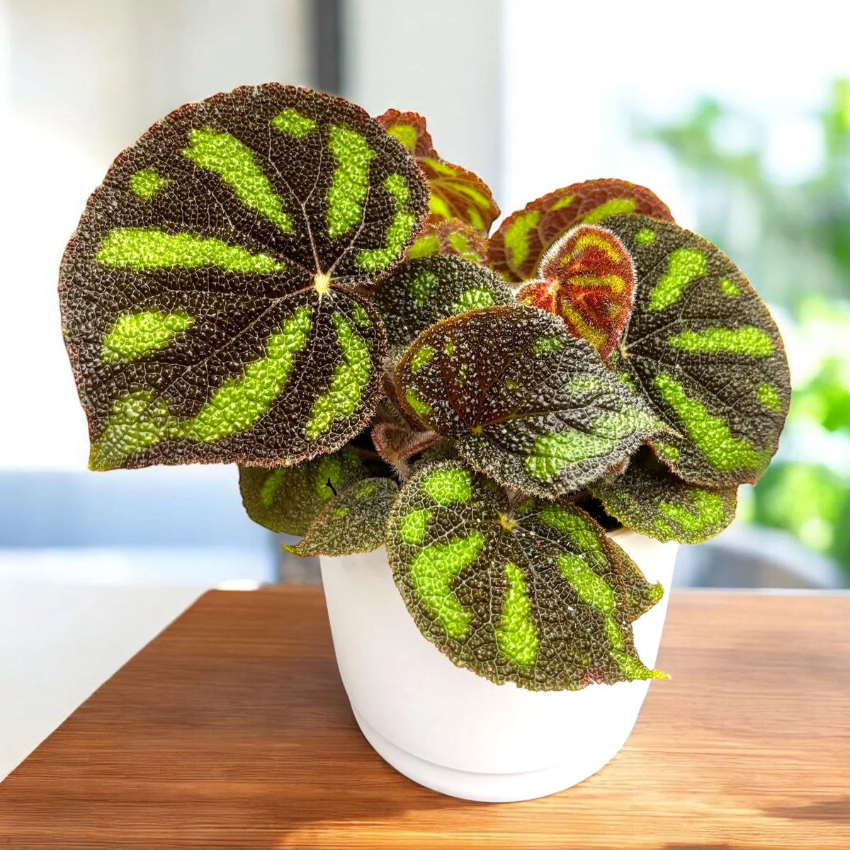 Begonia Boulder
