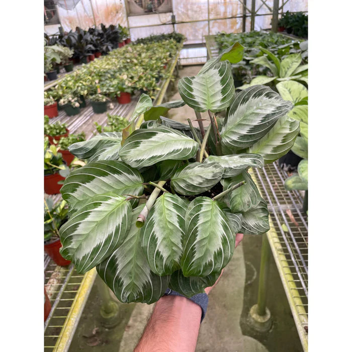 Maranta 'Silver Band'