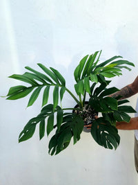 Monstera Pinnatipartita