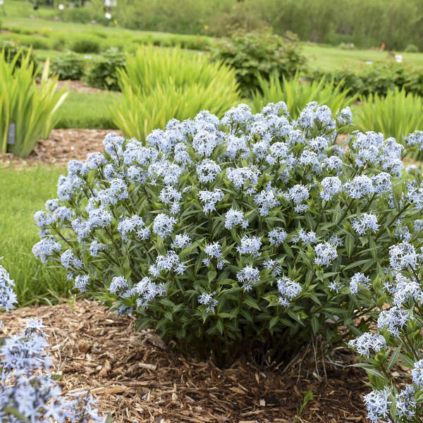 Amsonia 'Starstruck'