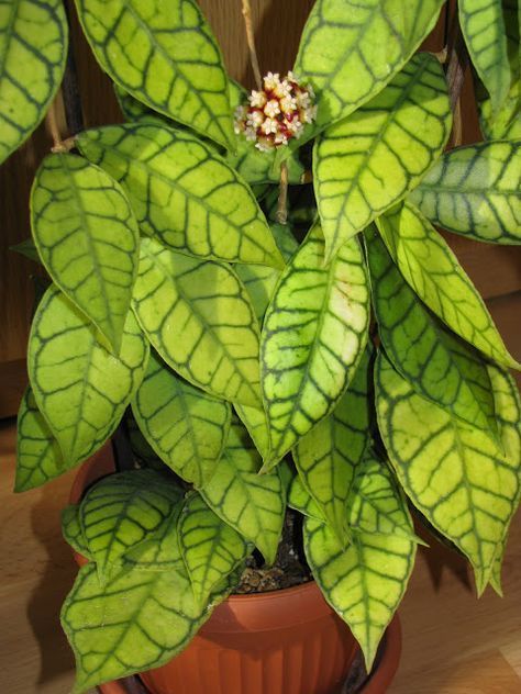 Hoya callistophylla – FleurExcel Inc.