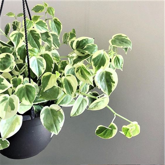 Peperomia Scandens variegata