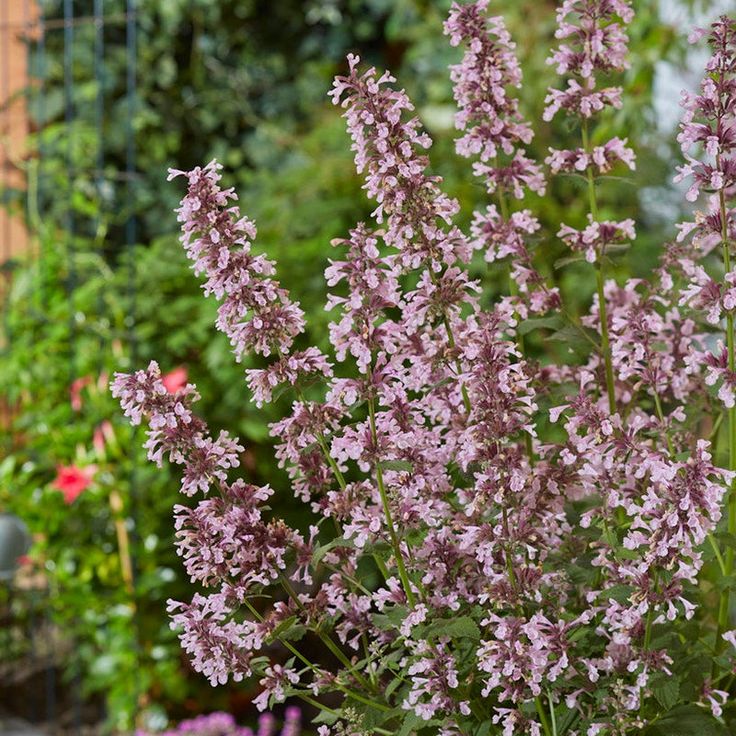 Nepeta Whispurr Pink