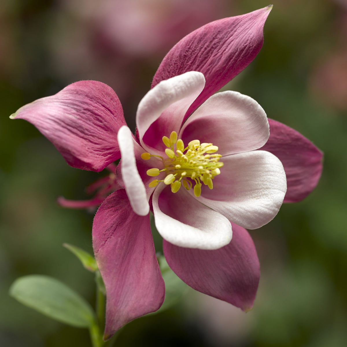 Aquilegia Kirigami™ 'Rose and Pink'