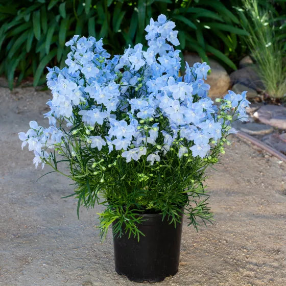 Delphinium Magic Fountains 'Sky Blue'