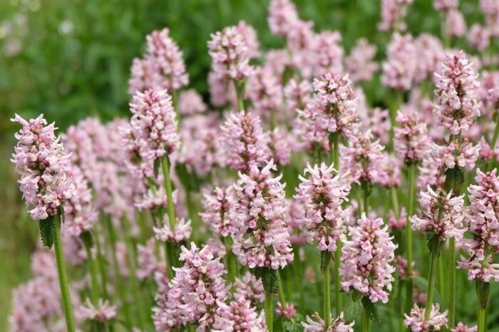 Stachys monieri