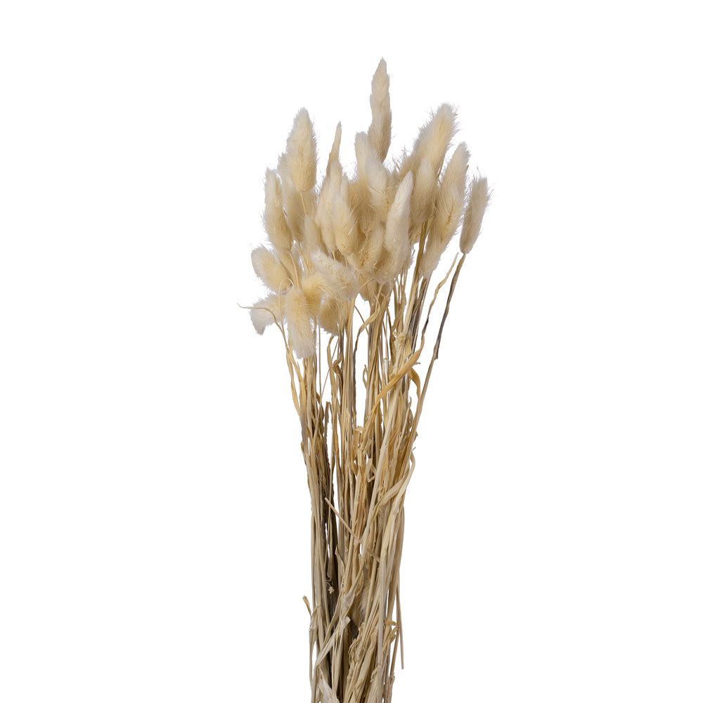 White Dried Lagurus Ovatus Bunch, 15¾" To 19¾"