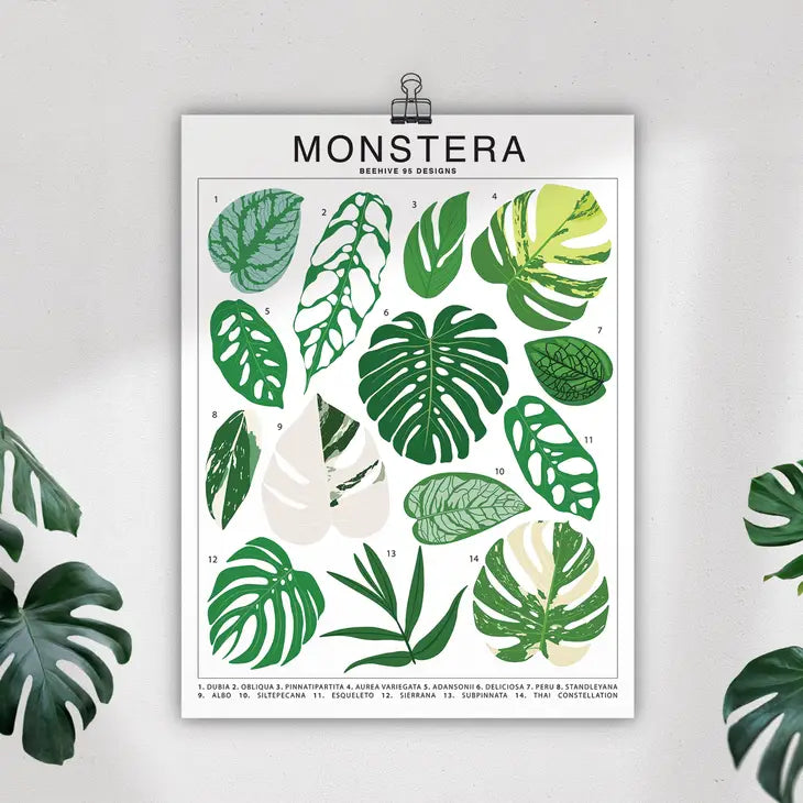 Tableau d'identification des espèces de Monstera - Impression d'art botanique pour plantes d'intérieur - Beehive 95 Designs