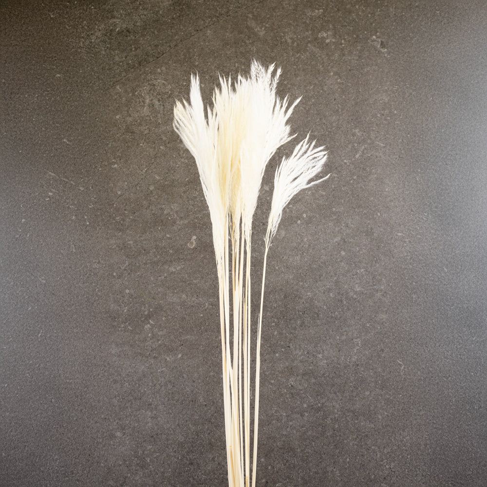 PAMPAS EXTRA MINI DRIED (5047-0-011), OFF-WHITE, ~75 cm