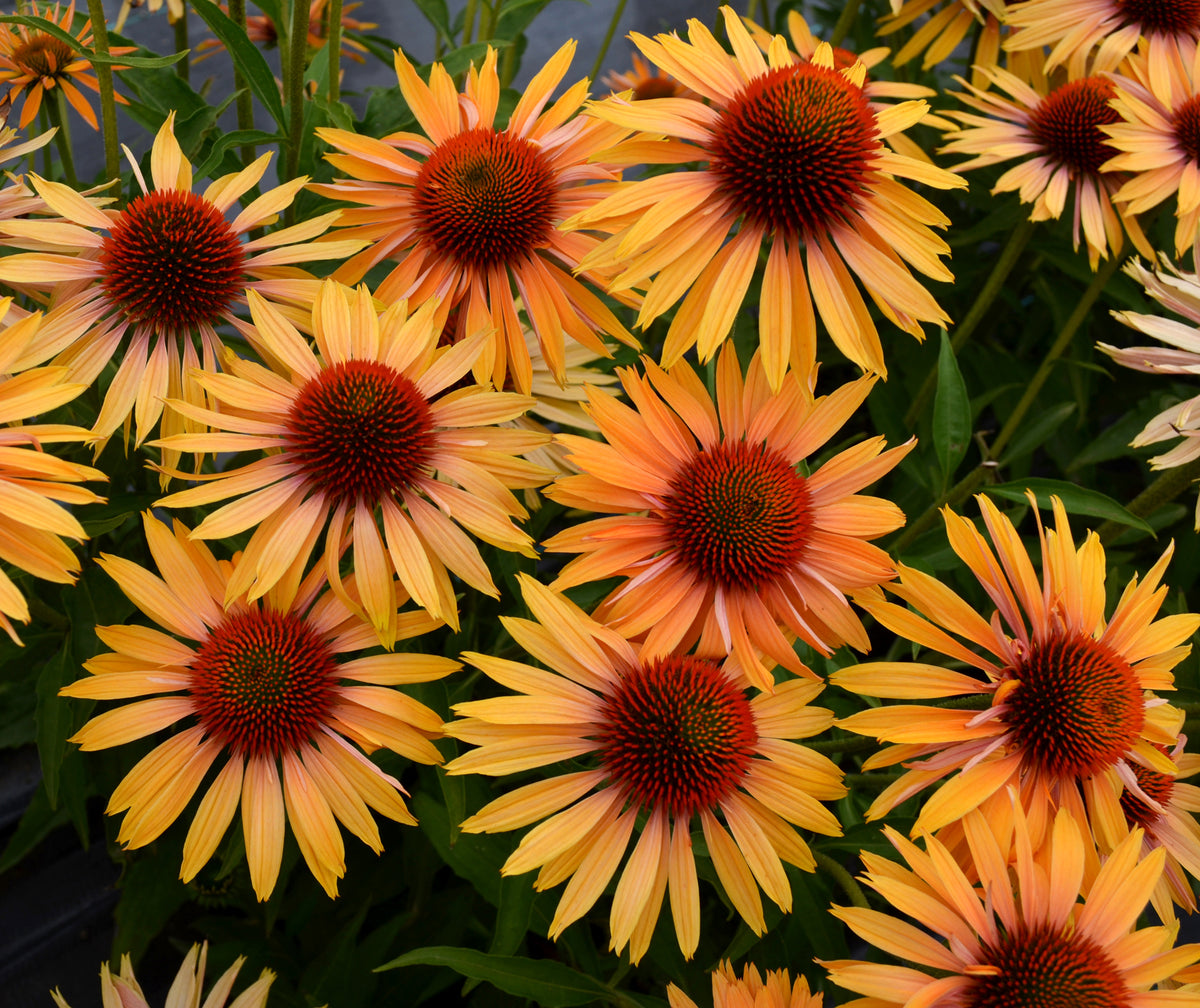 Echinacea 'Big Kahuna'