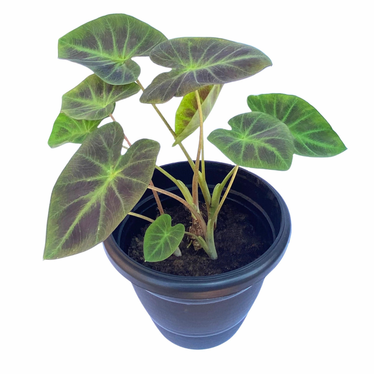 Colocasia Coal Miner