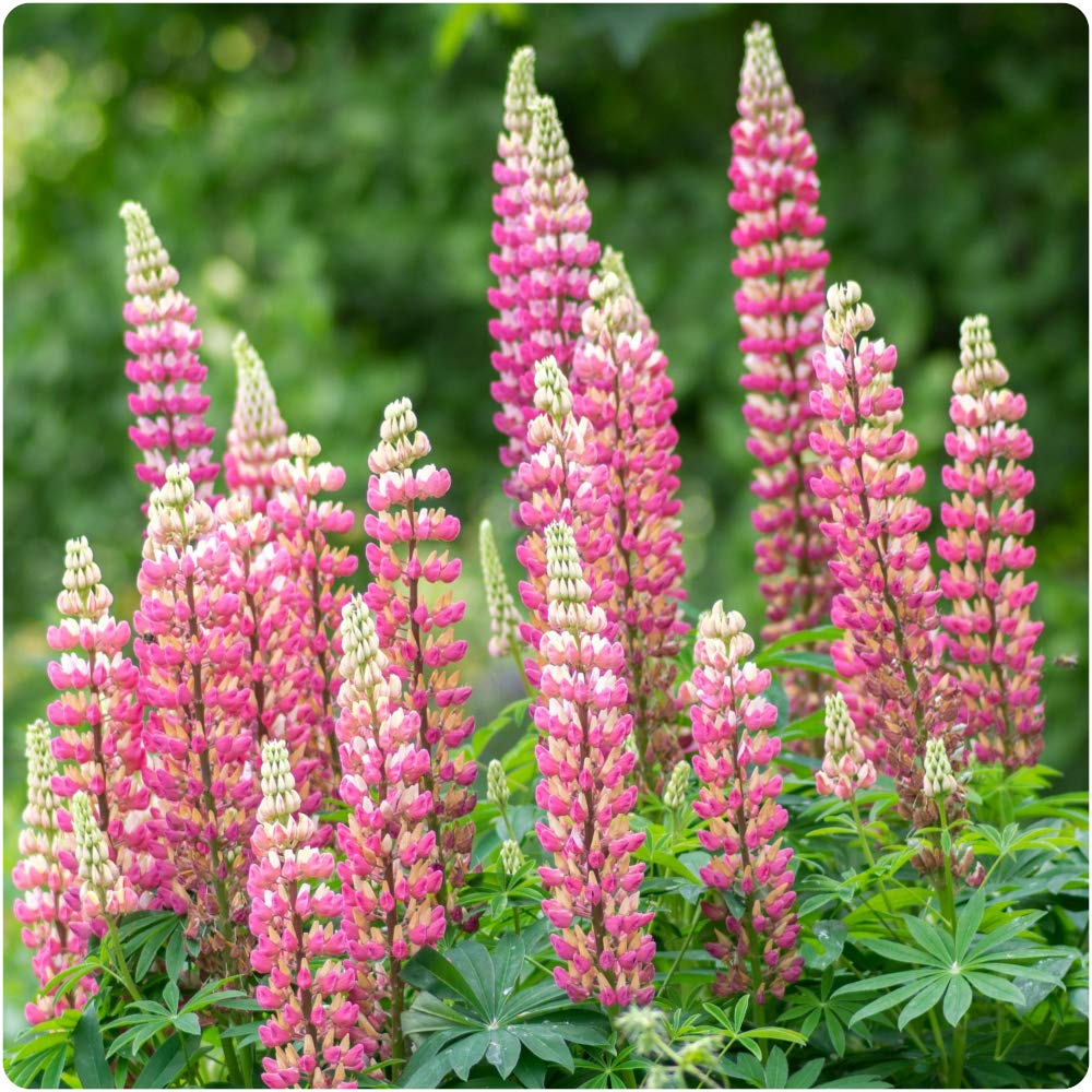Lupinus x Gallery Rose - Lupin