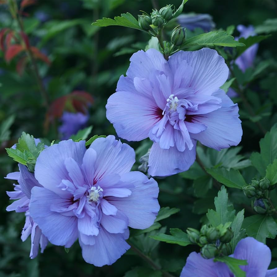 Hibiscus 'Blue Chiffon' (syriacus)