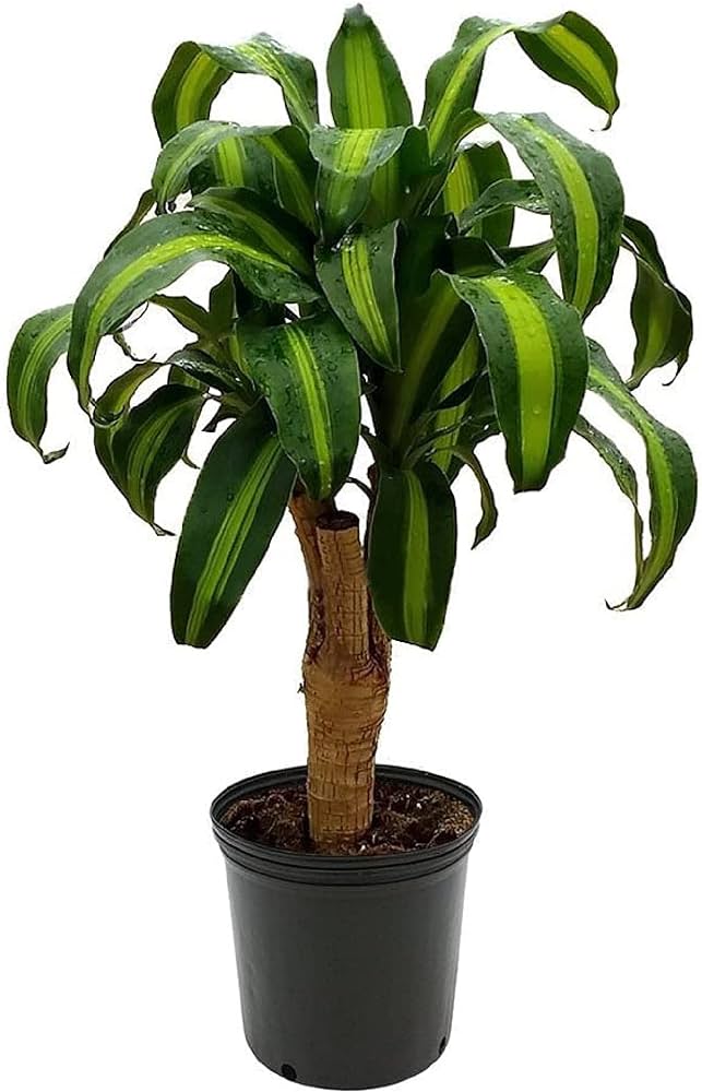 Dracaena fragrans 'Massangeana'