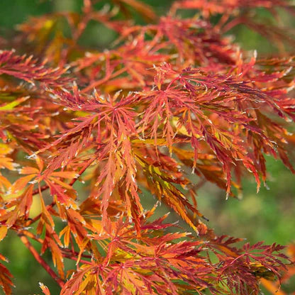 Acer pseudosieboldianum 'Ice Dragon'