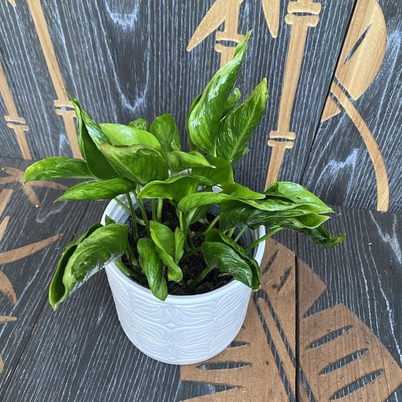 shangri la pothos vs sleeping pothos Epipremnum aureum ‘Shangri La’ – Sleeping Pothos