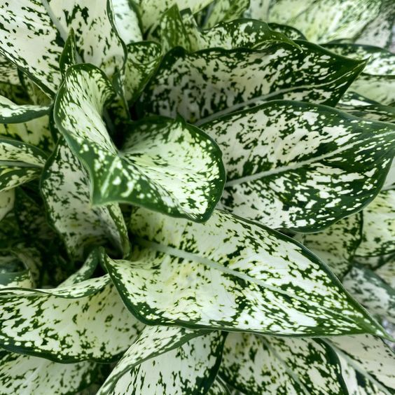 Aglaonema White Dalmatian