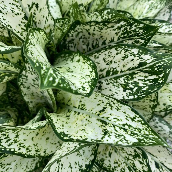 Aglaonema beauty white