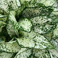 Aglaonema beauty white