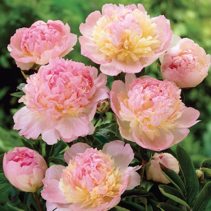 Paeonia lactiflora  'Raspberry Sundae'