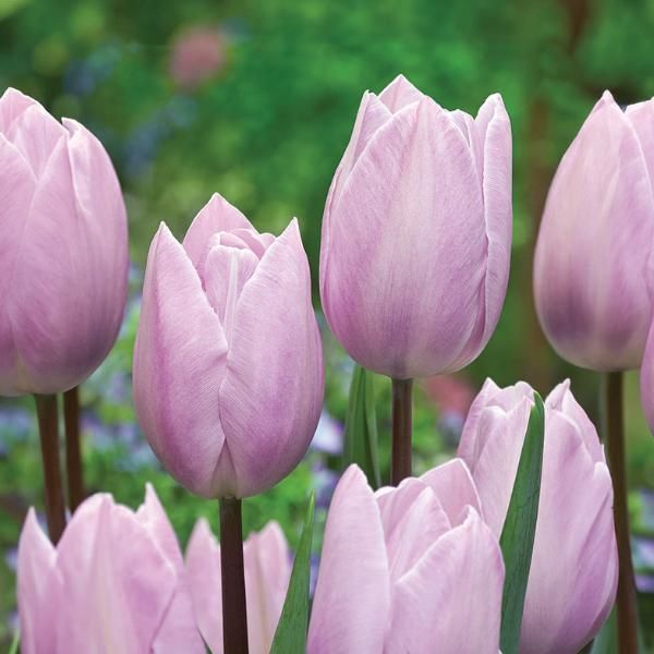 Bulbe d'automne - Tulipe Silver Cloud