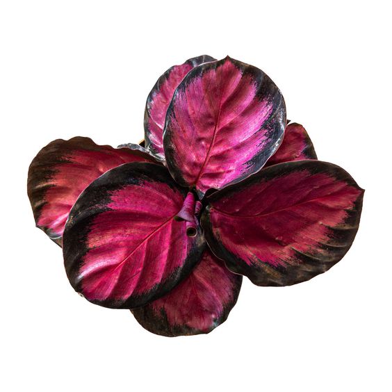 Calathea purple rose