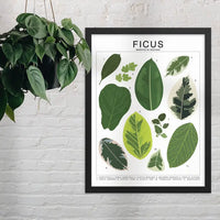 Tableau d'identification des espèces Ficus - Impression d'art botanique pour plantes d'intérieur - Beehive 95 Designs