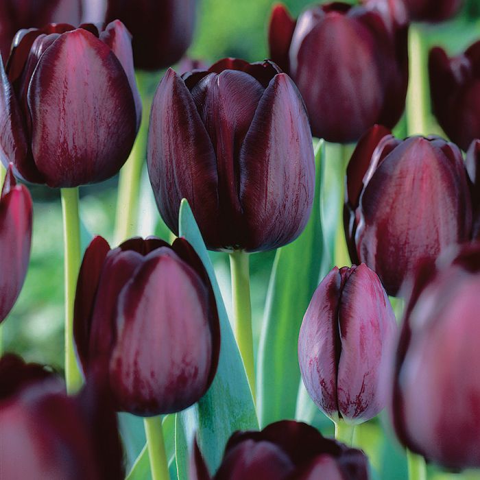 Bulbe d'automne - tulipe Queen of night