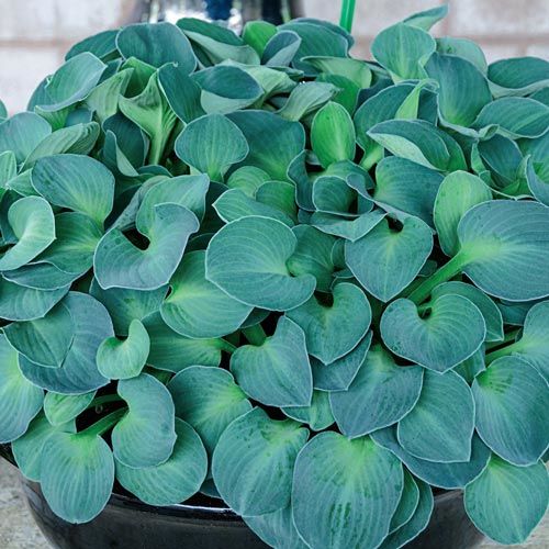 Hosta 'Blue Mouse Ears'