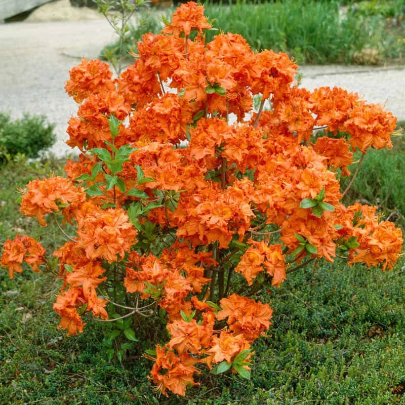 Rhododendron 'Gibraltar' [Azalea]