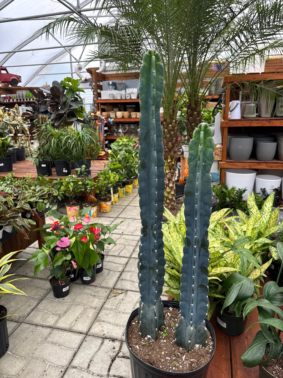 Cereus Jamacaru