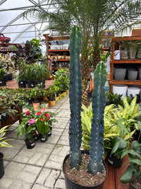 Cereus Jamacaru
