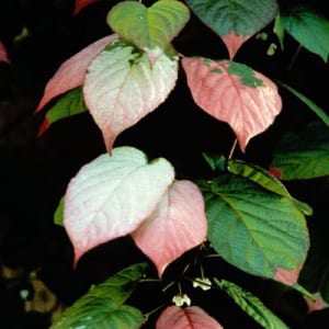 Actinidia Kolomikta 'Pasha' - Kiwi mâle