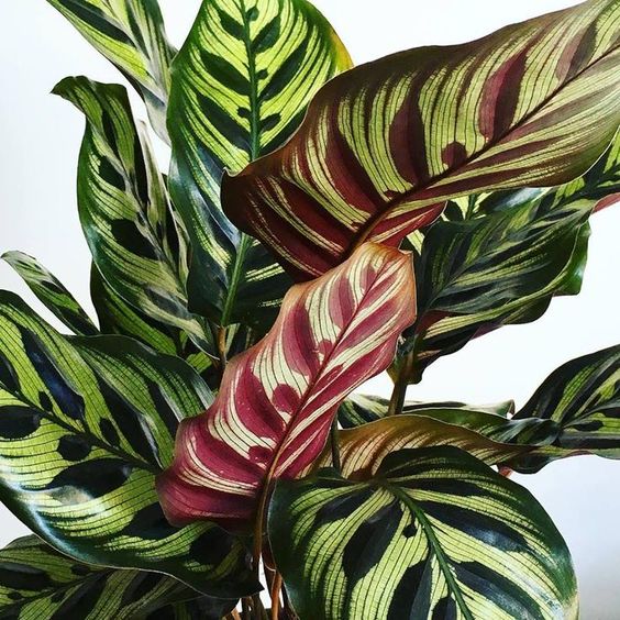 Calathea Makoyanna