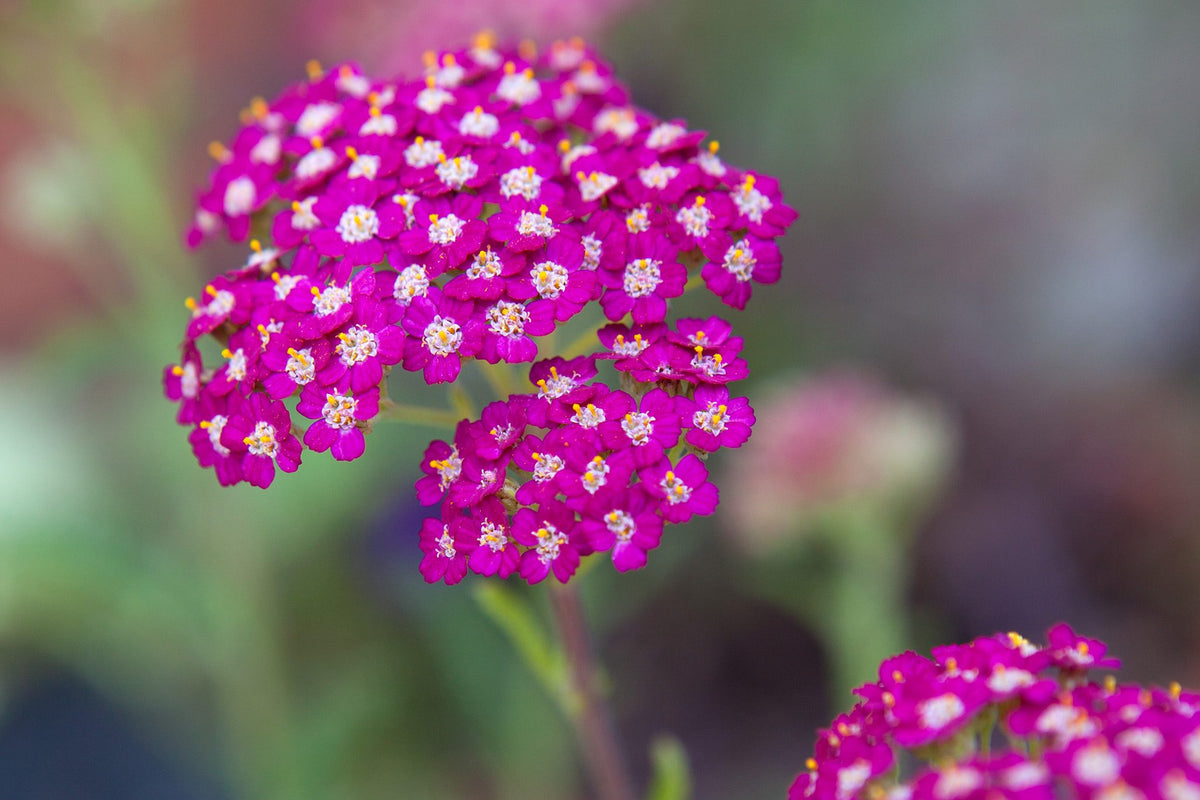 Achillea 'Cerise Queen'