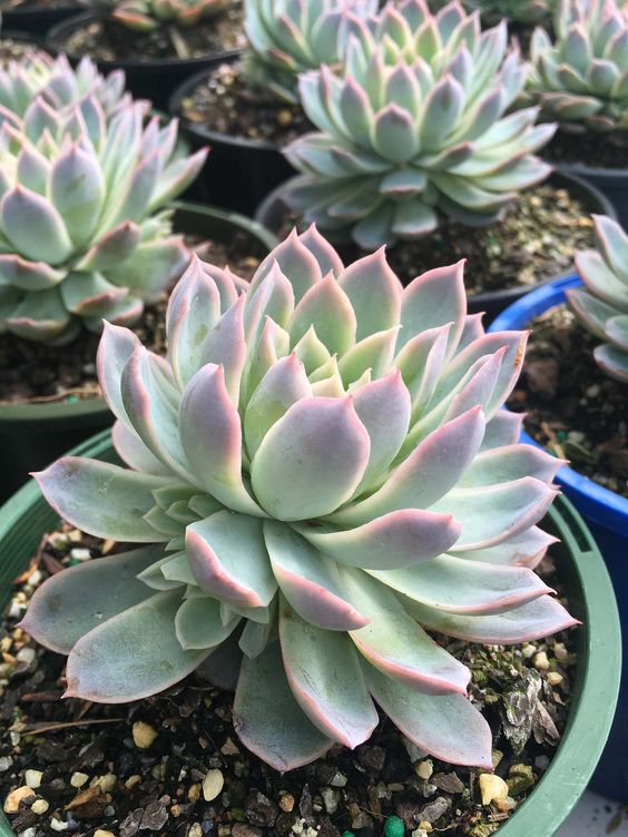 Echeveria - variétés assorties