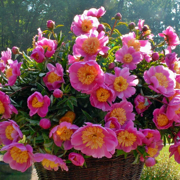 Paeonia Doreen - pivoine