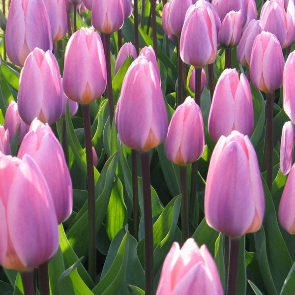 Bulbe d'automne - tulipe light and dreamy