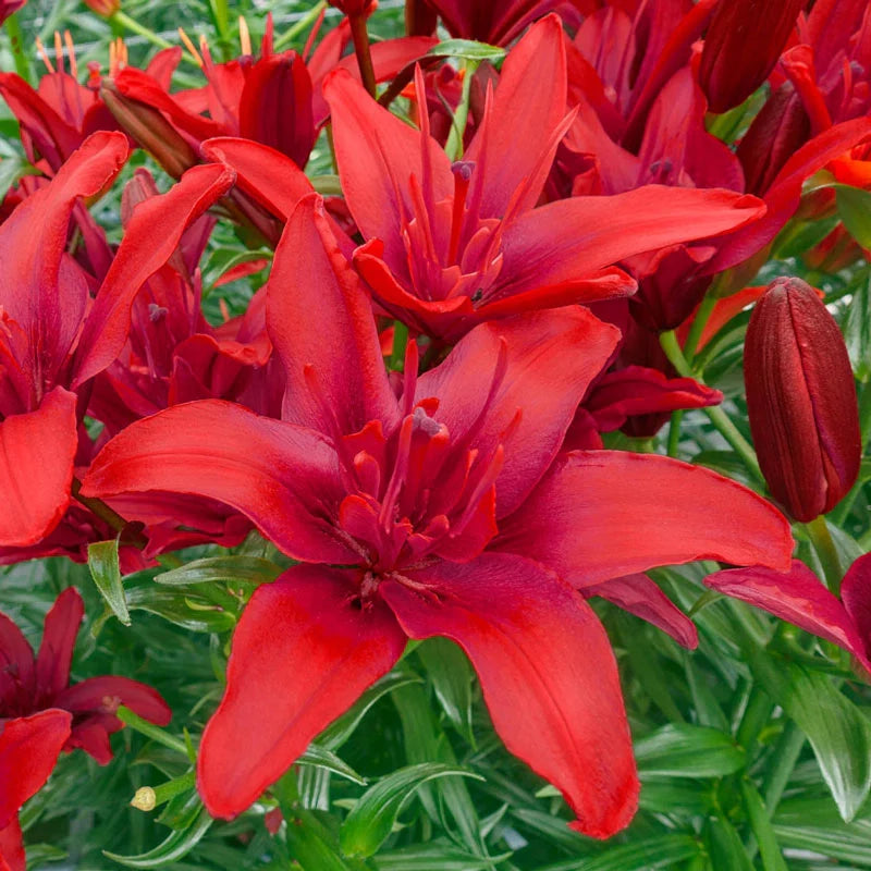 Lilium 'Red Twin' (asiatique/asiatic)