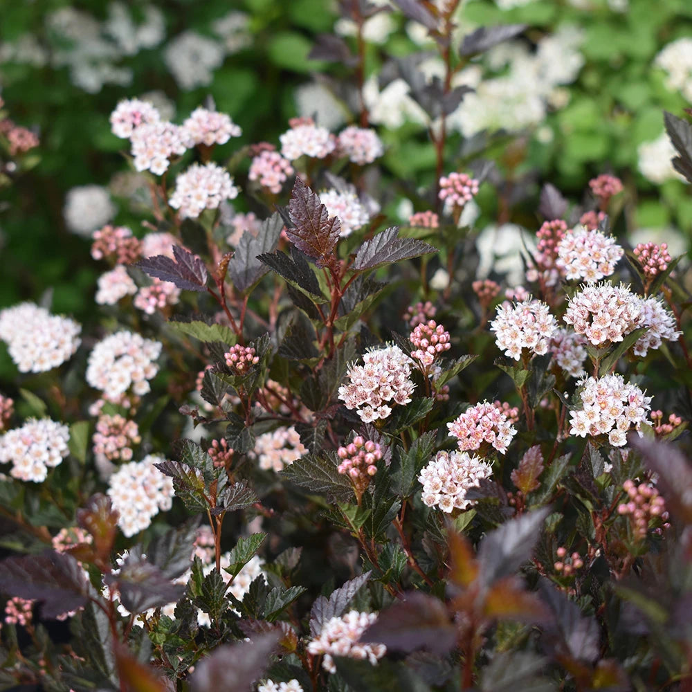 Physocarpus Little Devil (opulifolia)