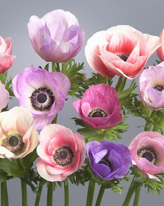 Bulbe d'automne - Anemone Carmel Pastel Mix