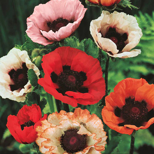 Papaver orientale Pizzicato