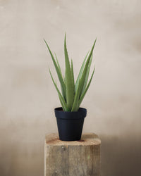 ALOES EN POT, VERT, 19¾" (Plante artificielle) - 815-010