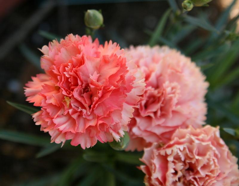 Dianthus Odessa® 'Orange Bling Bling'
