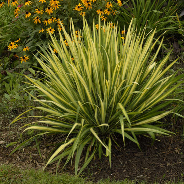 Yucca filamentosa 'Color Guard' - Aiguille d'Adam